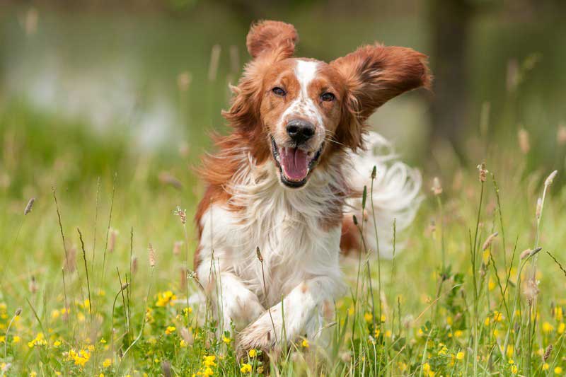 Heartworm Testing Wayne, NJ